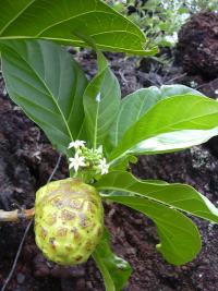 Morinda citrolistá (Morinda citrifolia)