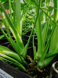 Monstera skvostná (Monstera deliciosa)