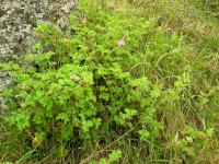Pelargonie (Pelargonium capitatum)