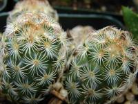 Mamilárie (Mammillaria elongata)