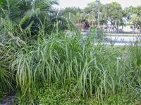 Dochan (Pennisetum purpureum)