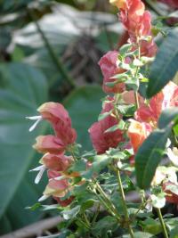 Beloporona tečkovaná (Justicia brandegeeana)