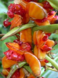 Motýlovec Gardnerův (Hedychium gardnerianum)
