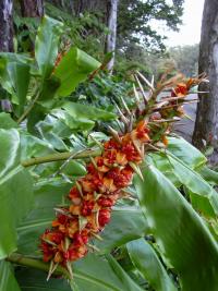 Motýlovec Gardnerův (Hedychium gardnerianum)