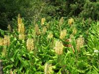 Motýlovec Gardnerův (Hedychium gardnerianum)
