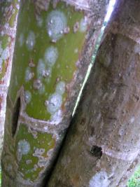 Chrysalidokarpus nažloutlý (Dypsis lutescens)