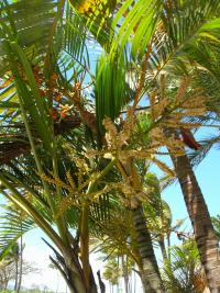 Chrysalidokarpus nažloutlý (Dypsis lutescens)