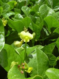 Vigna (Vigna marina)