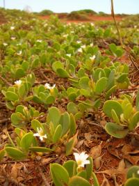 Vějířovka (Scaevola coriacea)