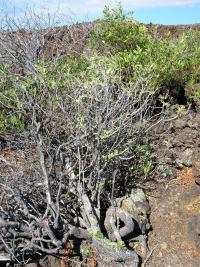 Vějířovka (Scaevola gaudichaudii)