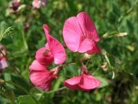 Hrachor hlíznatý (Lathyrus tuberosus)