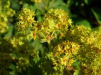 Kontryhel měkký (Alchemilla mollis)