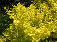 Dřišťál Thunbergův (Berberis thunbergii)