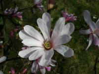Šácholan hvězdovitý (Magnolia stellata)