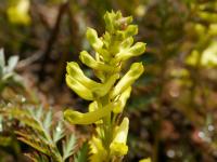Dymnivka kapraďolistá (Corydalis cheilanthifolia) Dymnivka kapraďolistá (Corydalis cheilanthifolia)