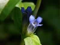Hořec křížatý (Gentiana cruciata)