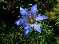 Hořec podivný (Gentiana paradoxa)