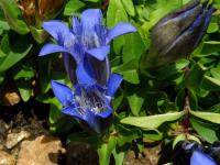 Hořec sedmiklanný (Gentiana septemfida)