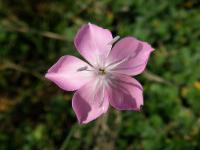 Hvozdík brvitý (Dianthus ciliatus)