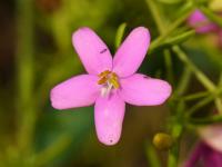 Chironie bobulonosná