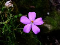 Chironie čtyřhranná