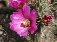 Cylindropuntia (Cylindropuntia imbricata)
