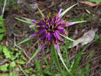 Kozí brada pórolistá (Tragopogon porrifolius)