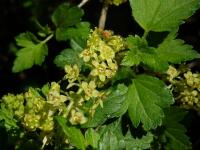 Rybíz alpínský (Ribes alpinum)