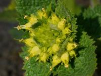 Krtičník zlatožlutý (Scrophularia chrysantha)