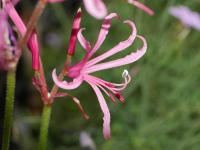 Nerine