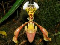 Střevíčníkovec (Paphiopedilum villosum)