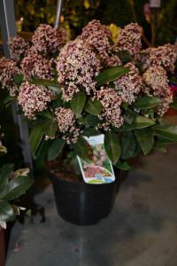 Skimie japonská (Skimmia japonica)