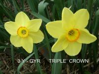 Narcis 'Triple Crown' - Malokorunné narcisy (Narcissus)