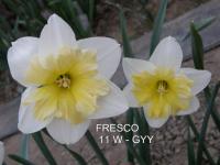 Narcis 'Fresco' - Collar narcisy (Narcissus)