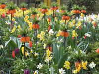 Řebčík královský (Fritillaria imperialis)