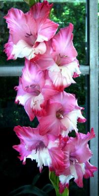 Mečík 'Jemná Melódia' (Gladiolus)