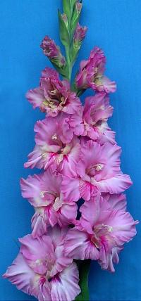 Mečík 'Fidorka' (Gladiolus)