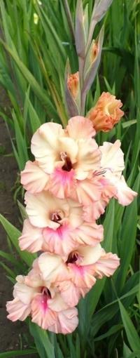 Mečík 'Lukrécia' (Gladiolus)