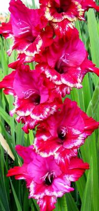 Mečík 'Atol' (Gladiolus)