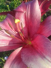 Lilie 'Sulpice' - LA hybridy (Lilium)