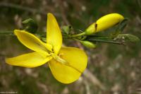 Janovec metlatý (Cytisus scoparius)