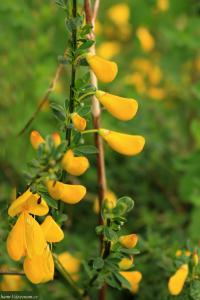 Janovec metlatý (Cytisus scoparius)