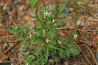 Česnáček lékařský (Alliaria petiolata)