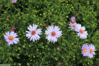 Hvězdnice novoanglická (Aster novae-angliae)