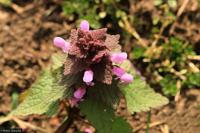 Hluchavka nachová (Lamium purpureum)