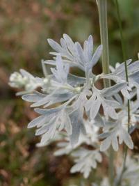 Artemisia absinthium - pelyněk pravý