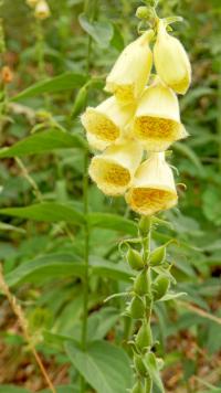 Náprstník velkokvětý (Digitalis grandiflora)