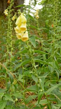 Náprstník velkokvětý (Digitalis grandiflora)