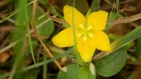 Vrbina penízková (Lysimachia nummularia)