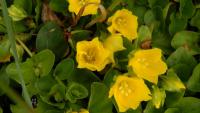 Vrbina penízková (Lysimachia nummularia)